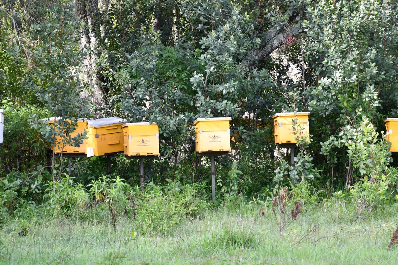 Natural honey harvesting in Samburu